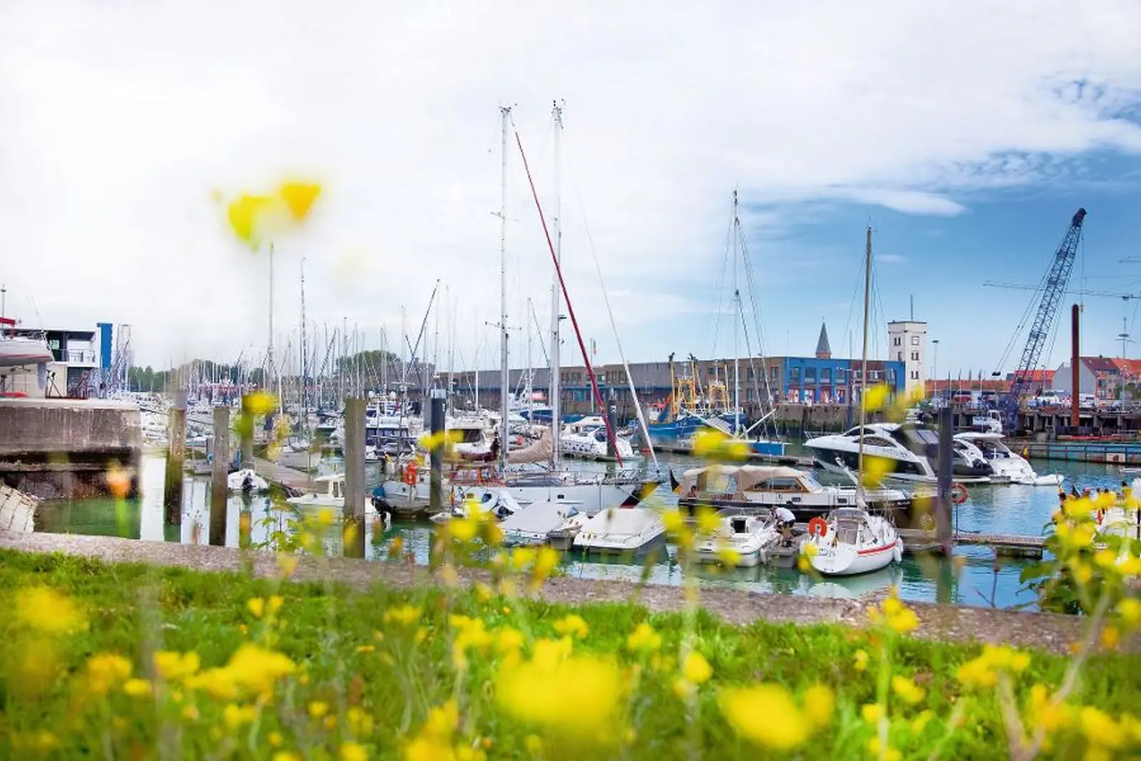 Bateaux dans le port de plaisance de Zeebruges, avec des grues et des fleurs écloses au premier plan.