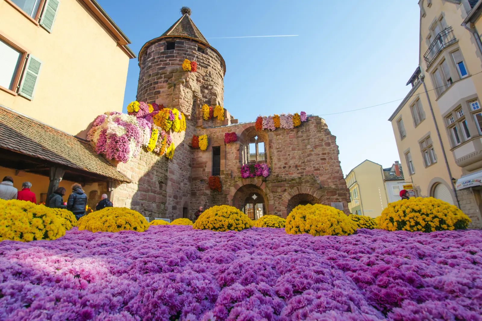 Splendidi crisantemi alla Chrysanthema di Lahr immagine