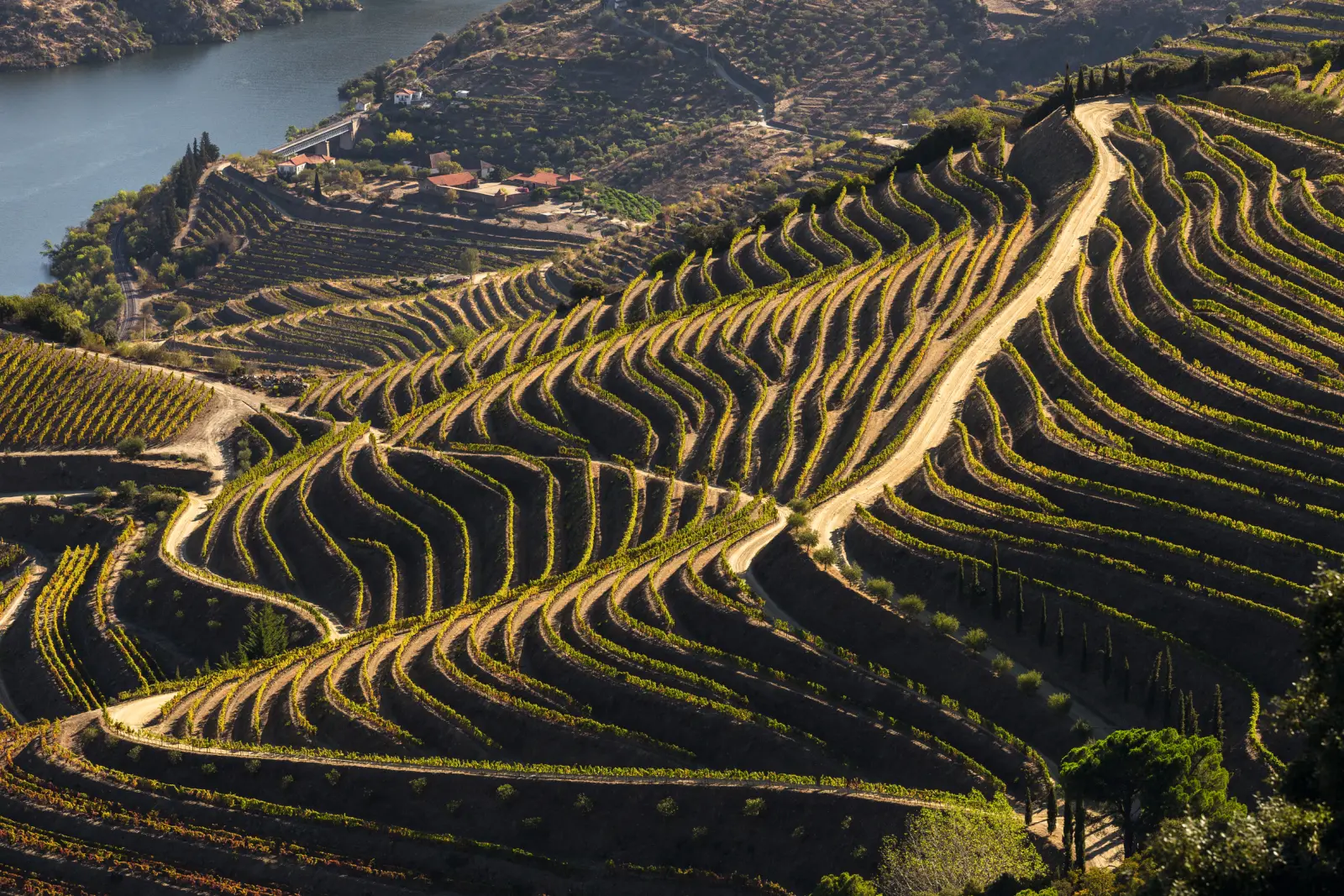 Vigneti a terrazze su un pendio con un fiume sullo sfondo.