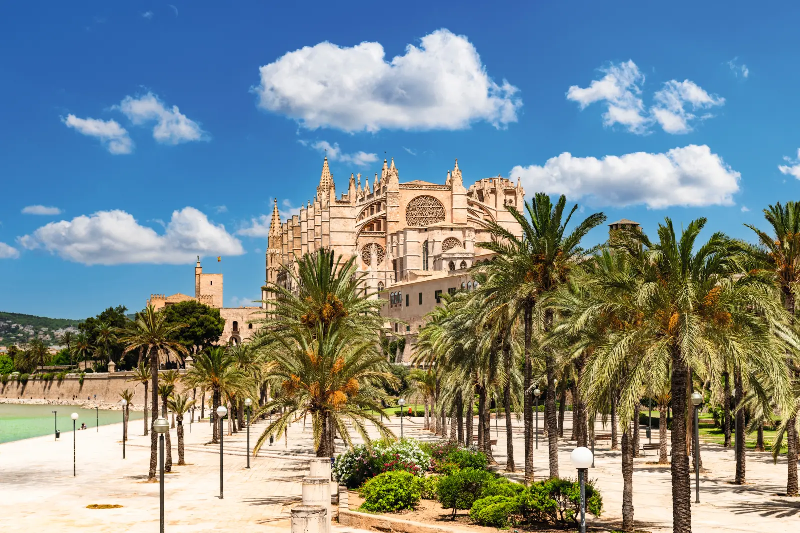 Cathédrale de Palma de Majorque entourée de palmiers, avec un ciel bleu en arrière-plan