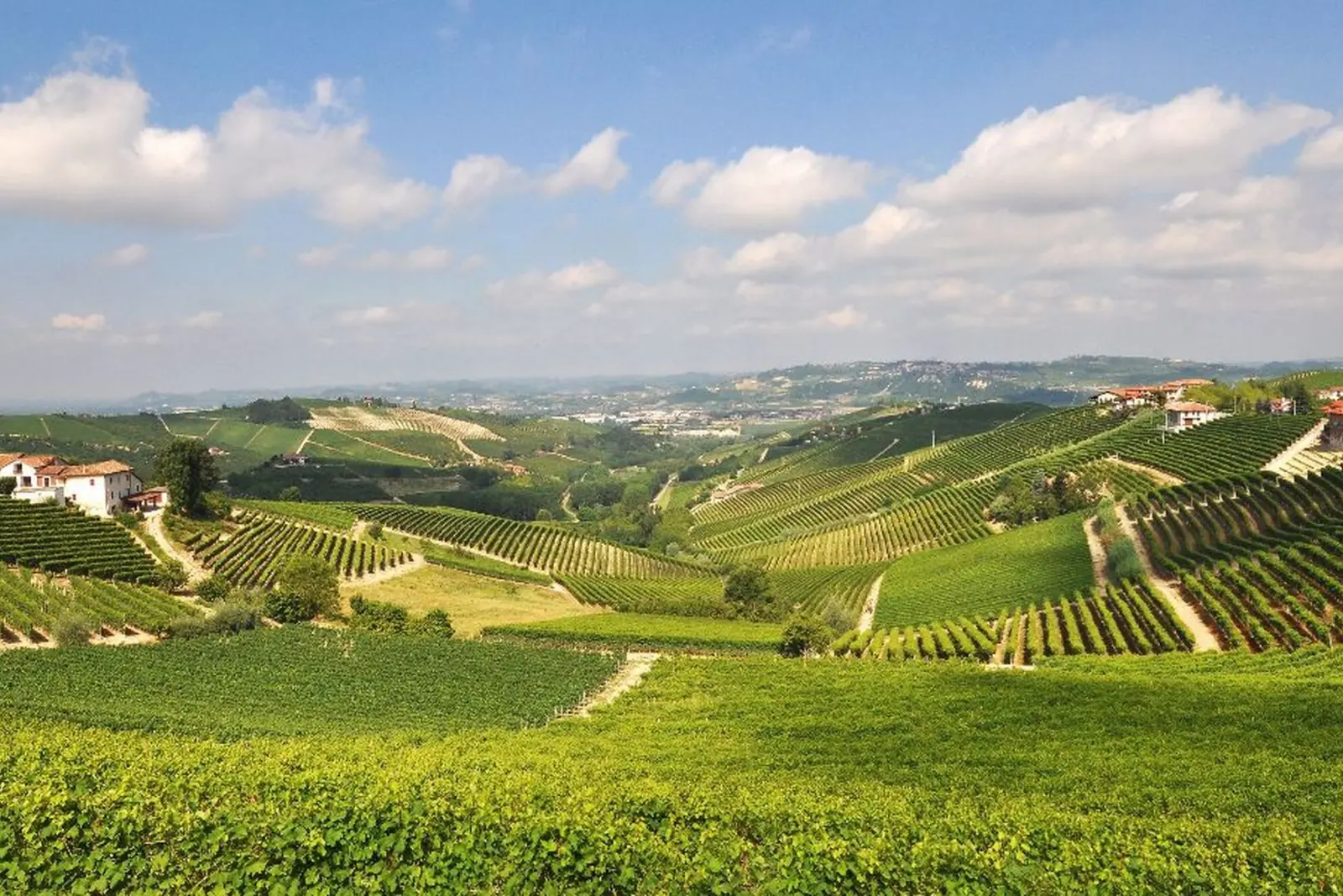 Vigneti nel paesaggio collinare del Piemonte sotto un cielo azzurro con nuvole bianche.