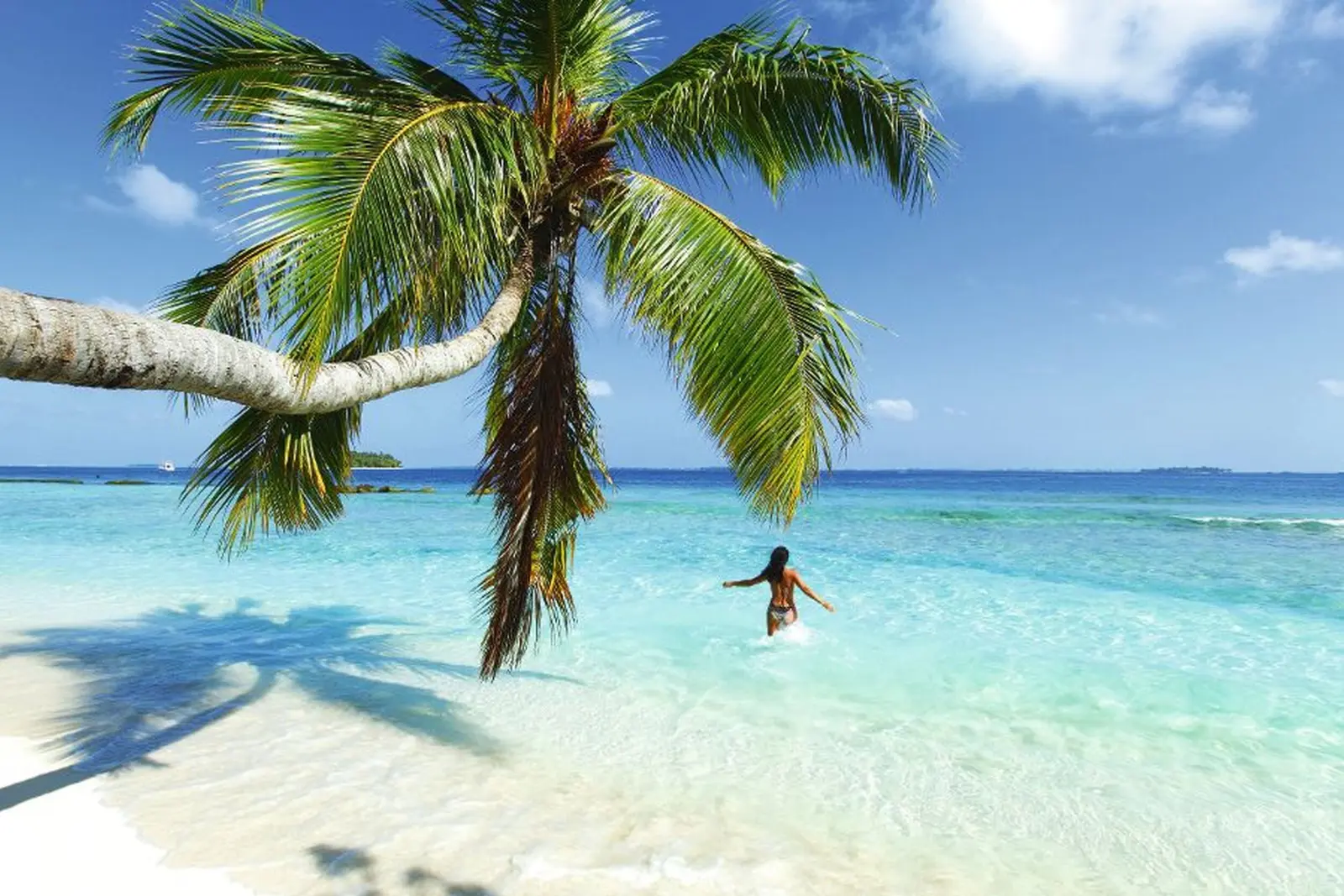 Woman in the sea beneath a palm tree under a clear sky.