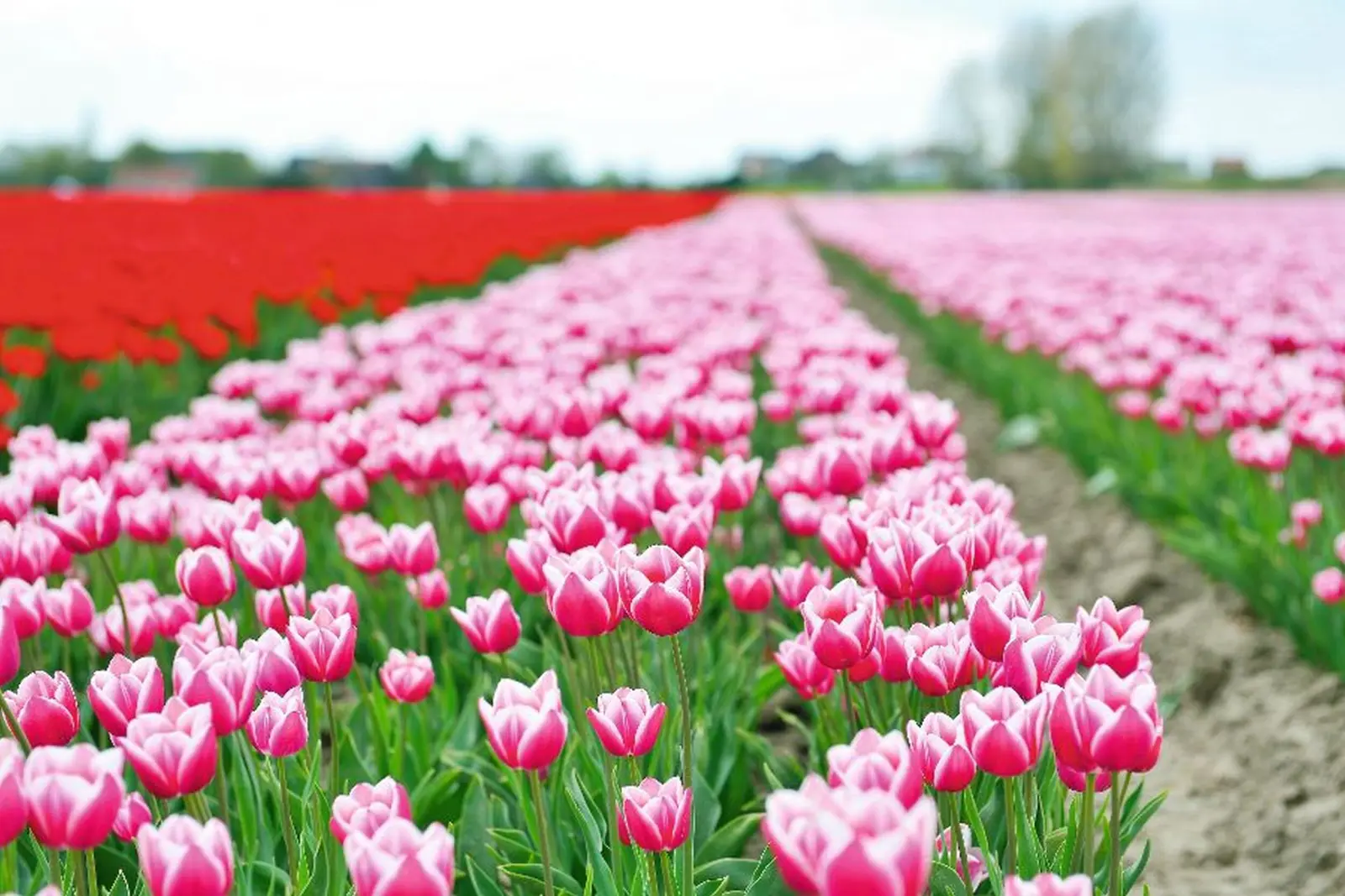 Campo di tulipani immagine