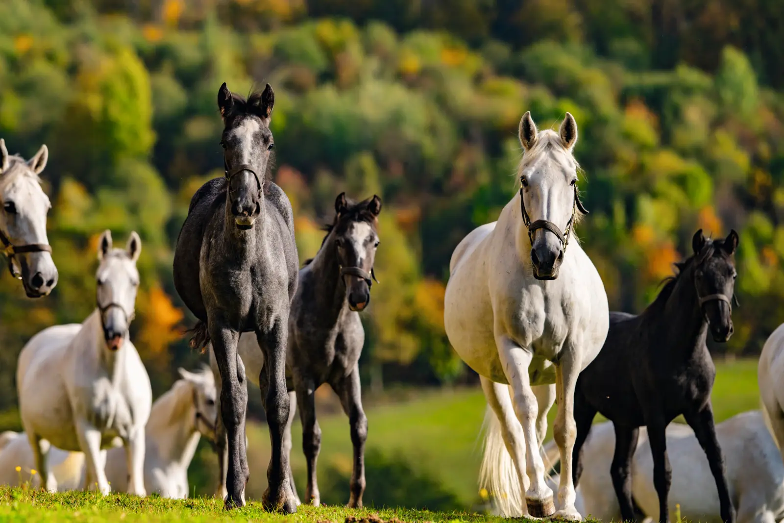 Chevaux lipizzans dans une prairie en automne.