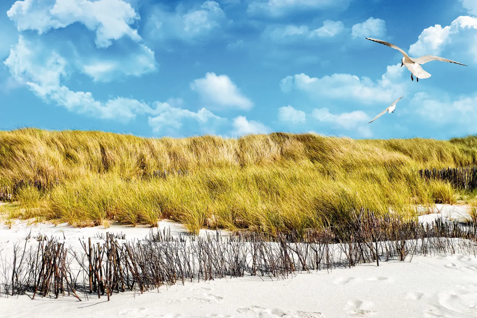Beach dunes with reed grass, blue sky and flying seagulls