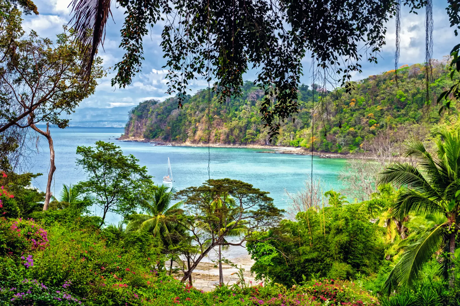 Tropical coastal landscape with palm trees and turquoise sea in the background.