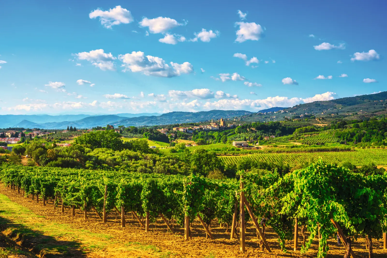 Vineyards under a blue sky with mountains in the background.
