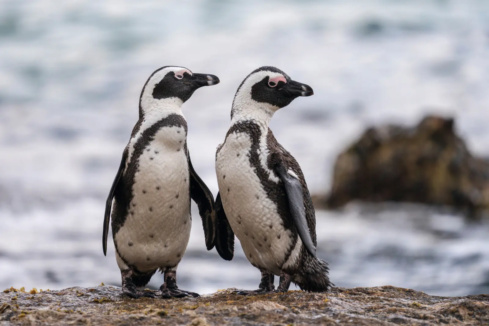 Due pinguini su una roccia in riva al mare.
