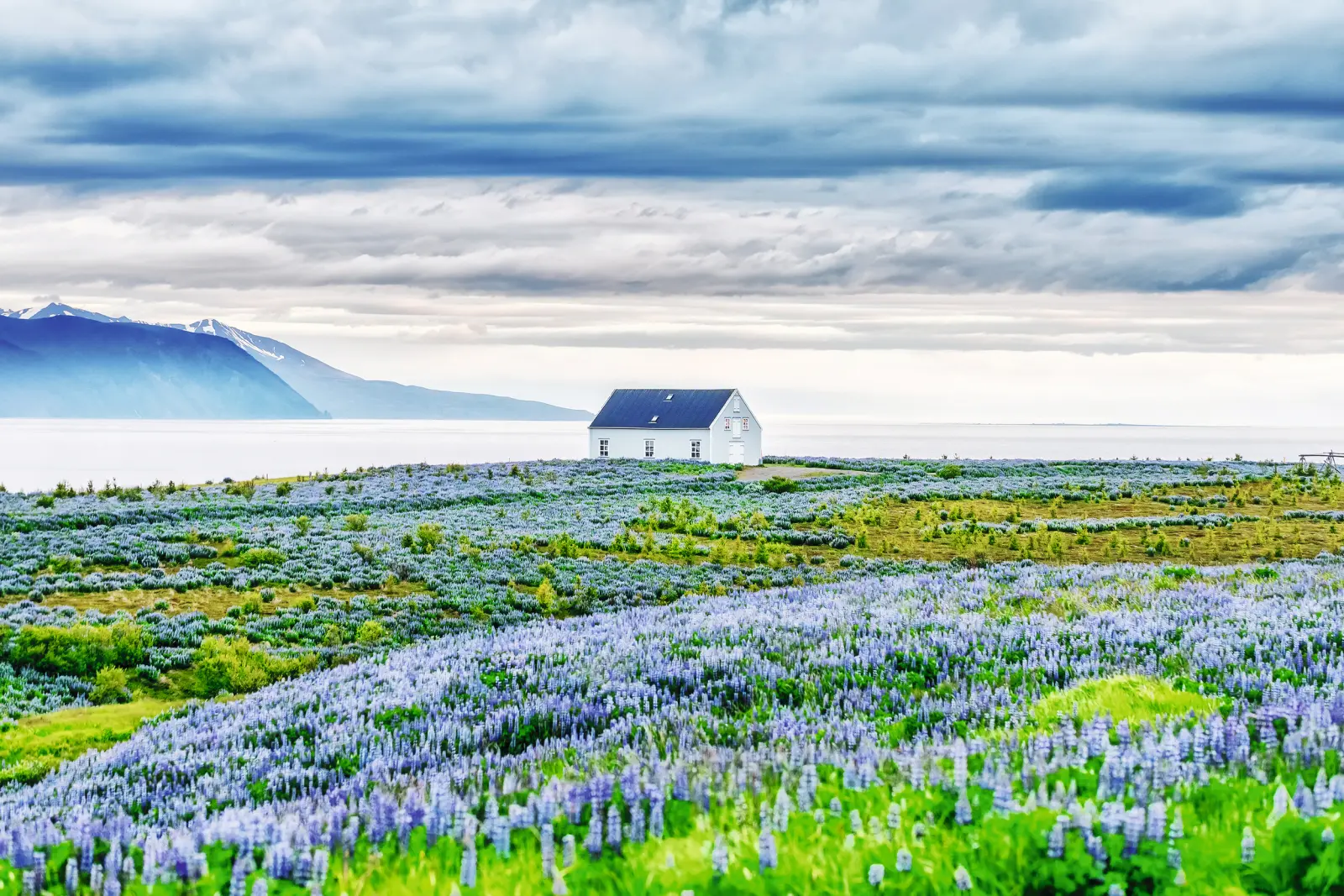 White hut in front of a blossoming field and mountains in the background