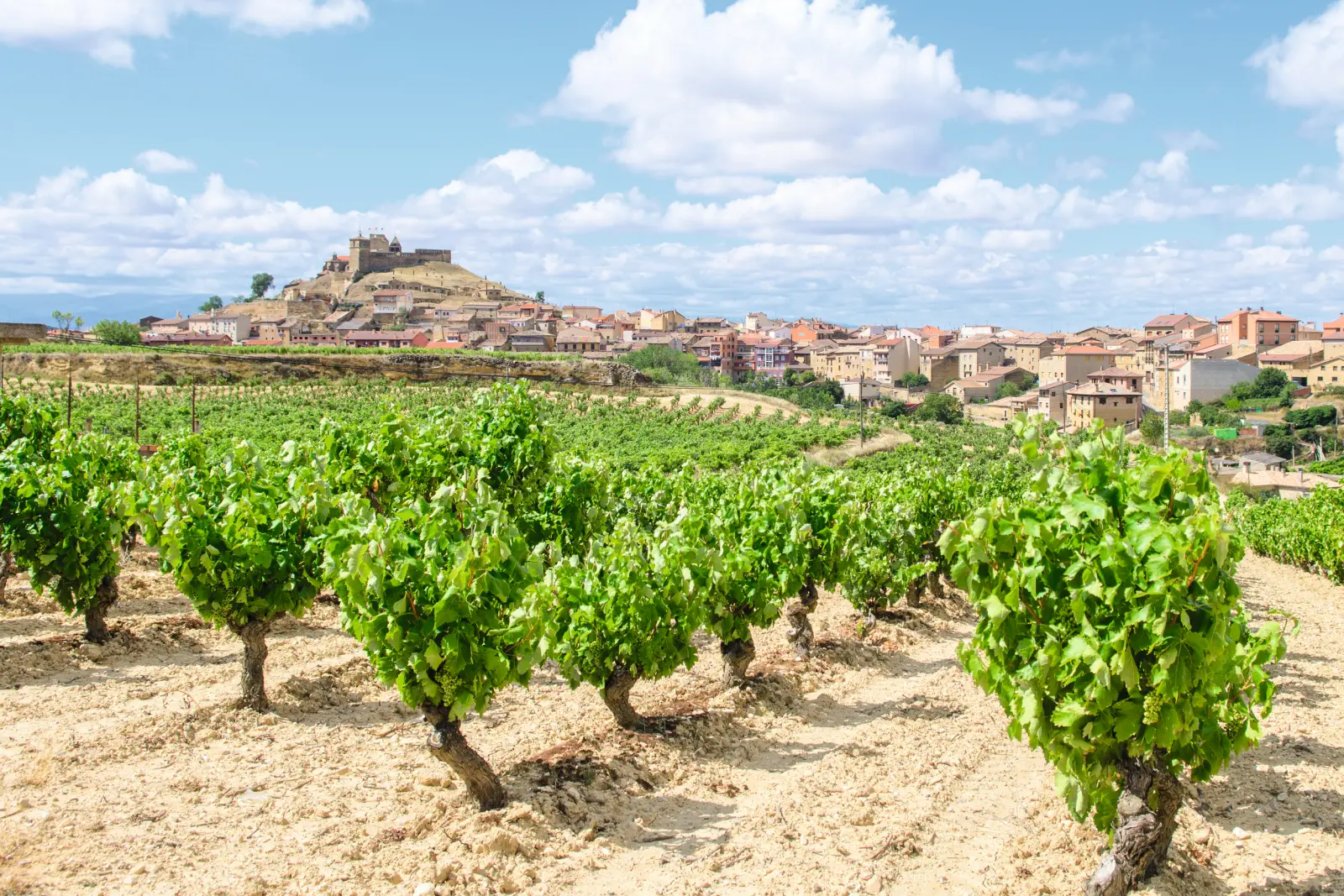 Vigneti nella regione della Rioja, Spagna, con un villaggio sullo sfondo.