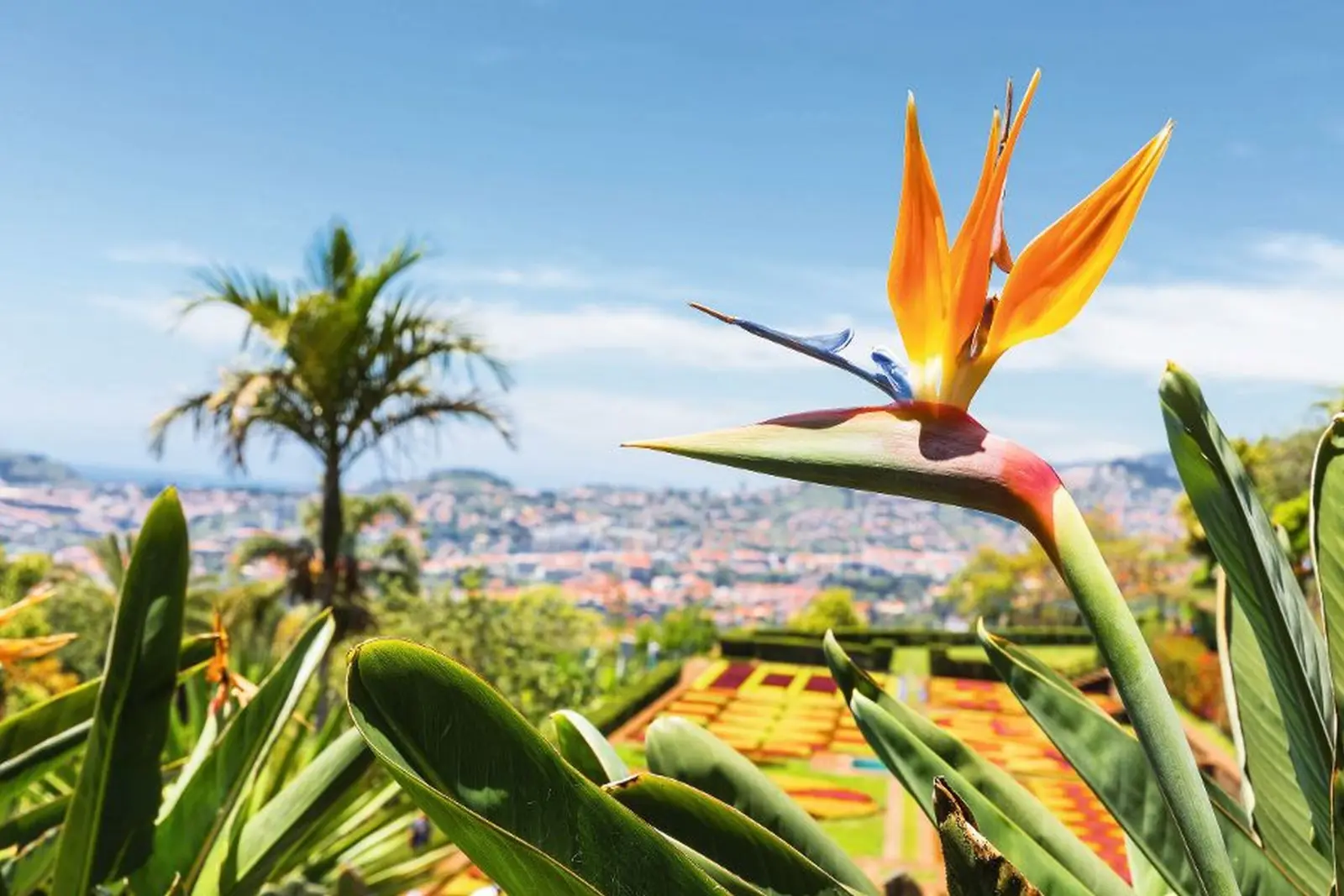 Fiore di strelitzia in primo piano, paesaggio tropicale sullo sfondo.