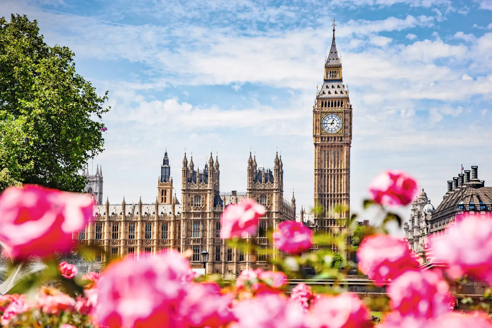 Big Ben et le Parlement avec des fleurs roses au premier plan.