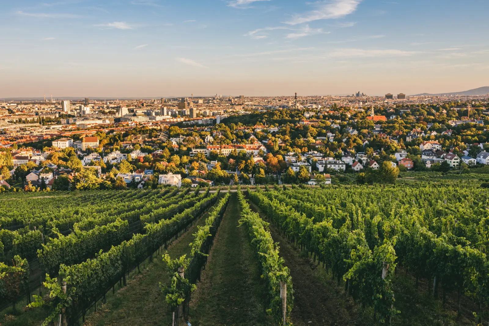 Vigneti con la città sullo sfondo al tramonto