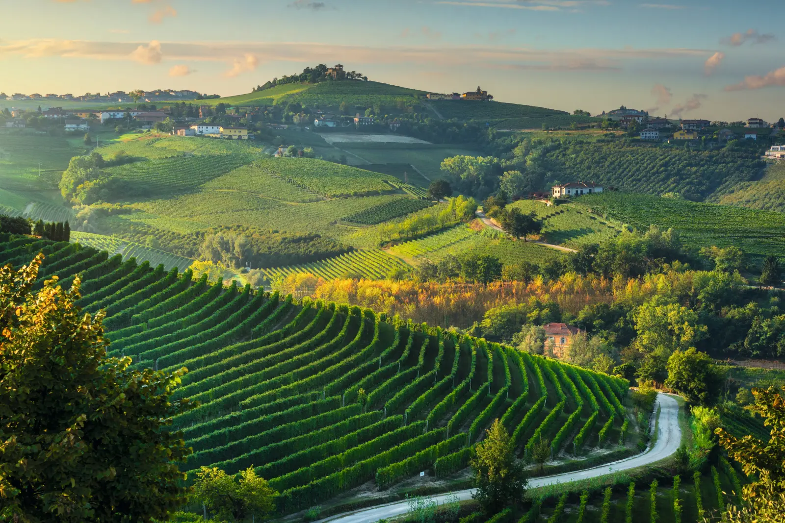 Paysage de collines verdoyantes avec vignobles et route de campagne au coucher du soleil.