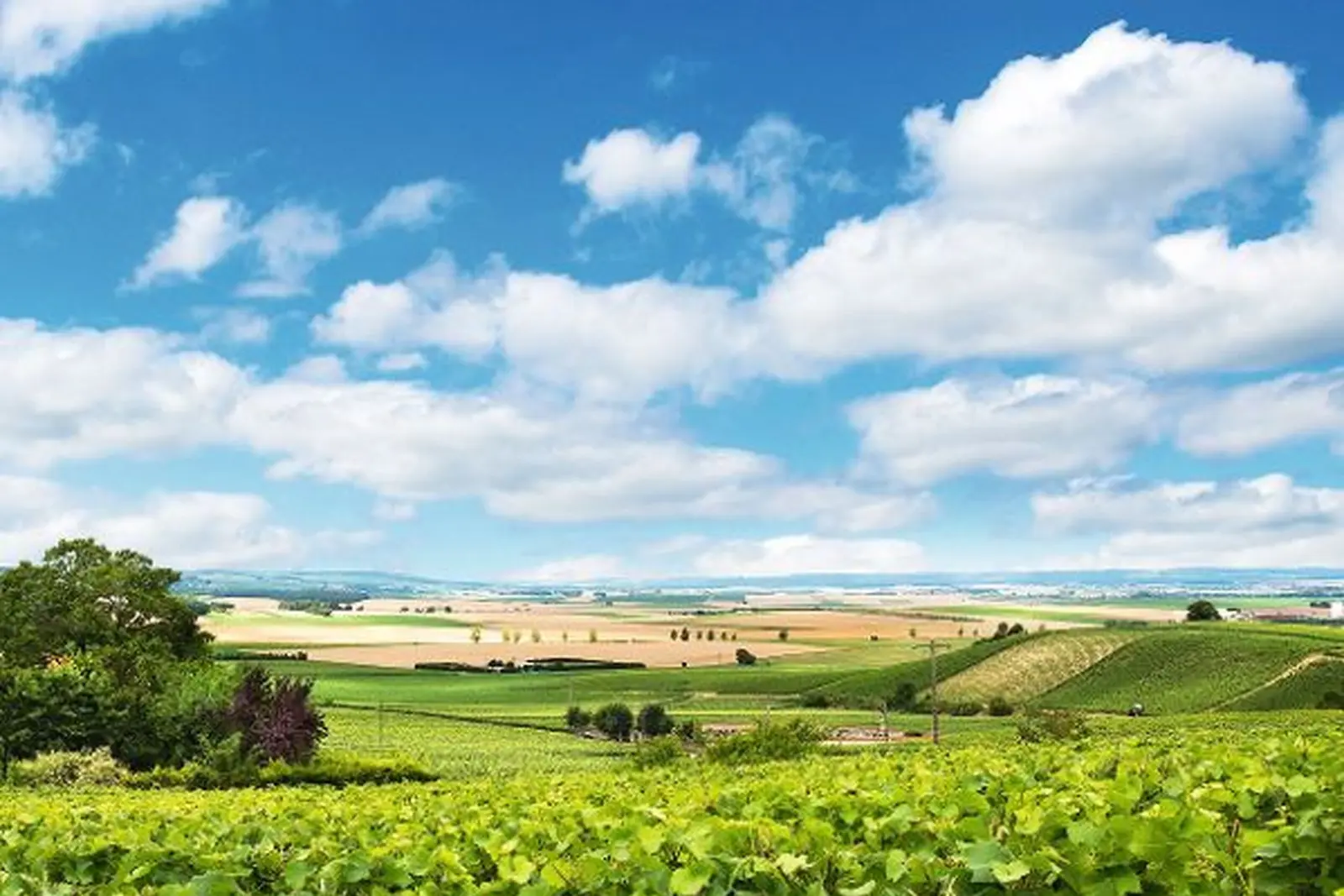 Weinberge in der Champagne Bild