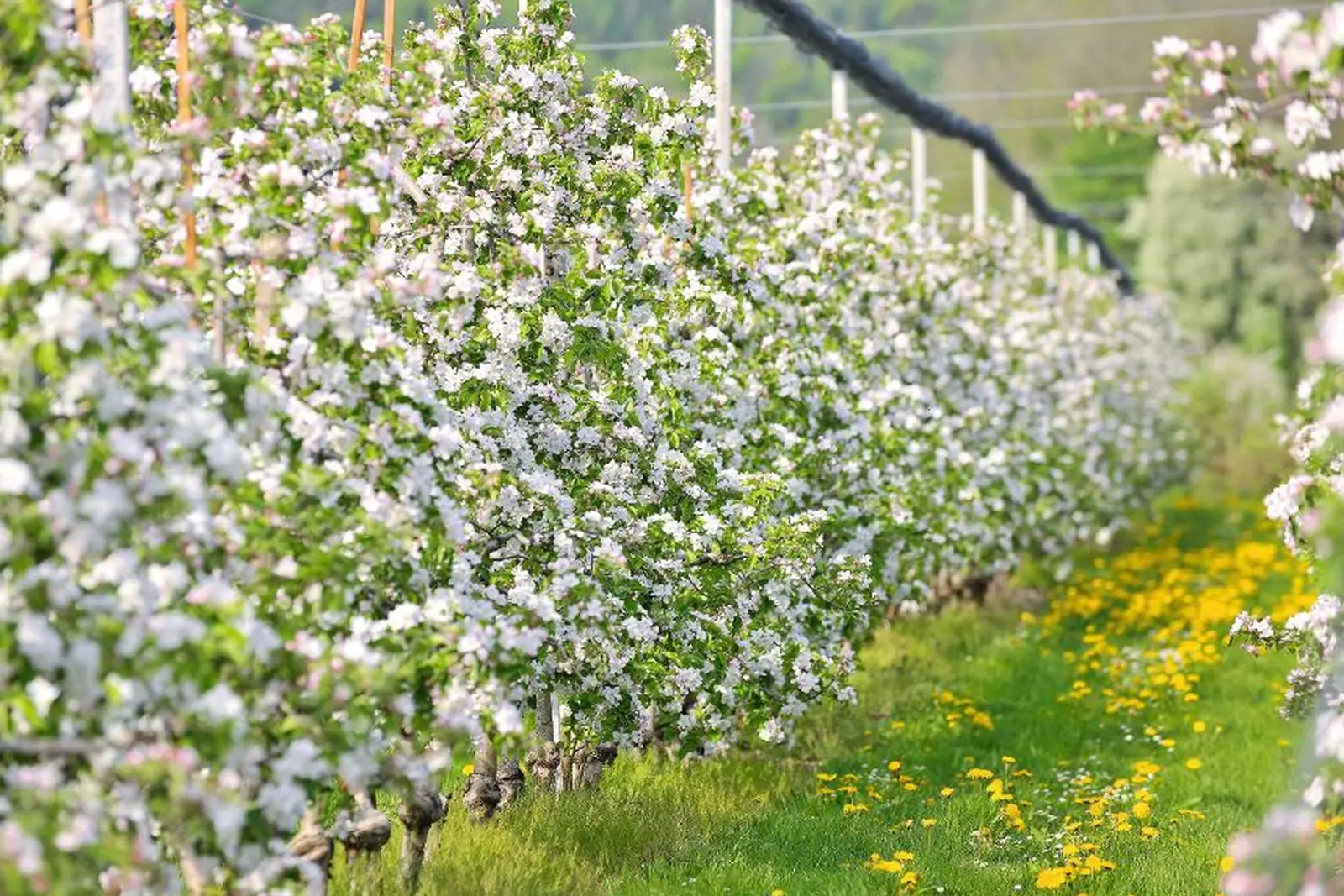 Image Arbres fruitiers en fleurs