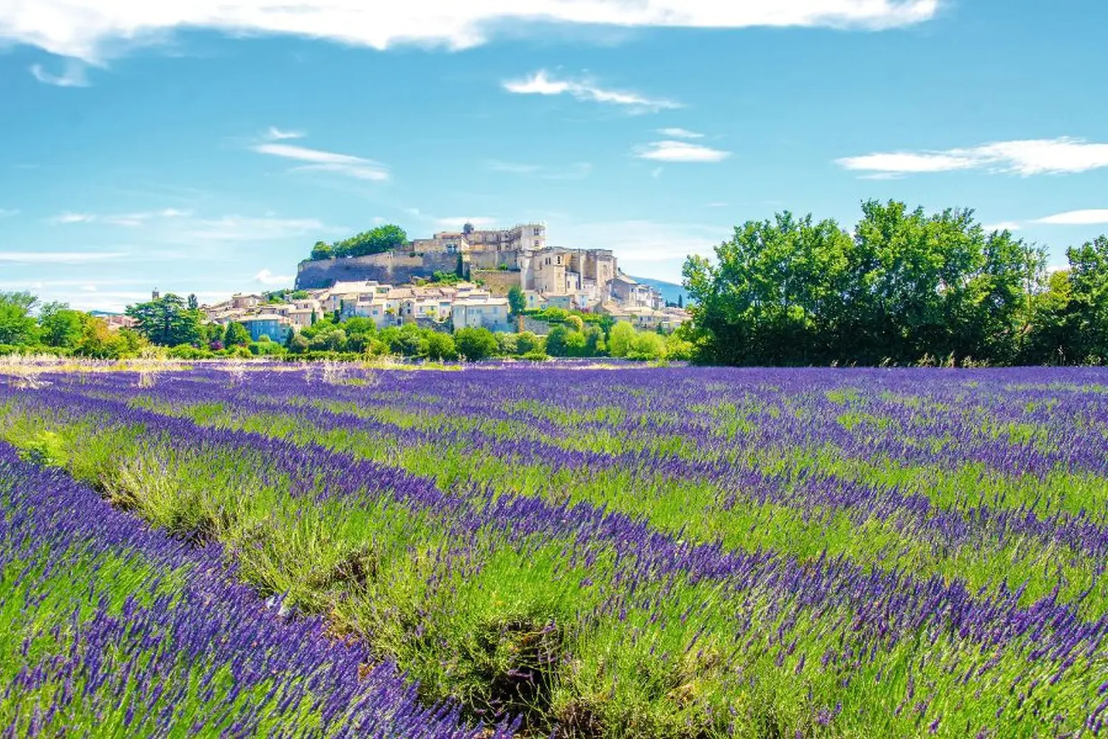 Provenza - Lavanda immagine