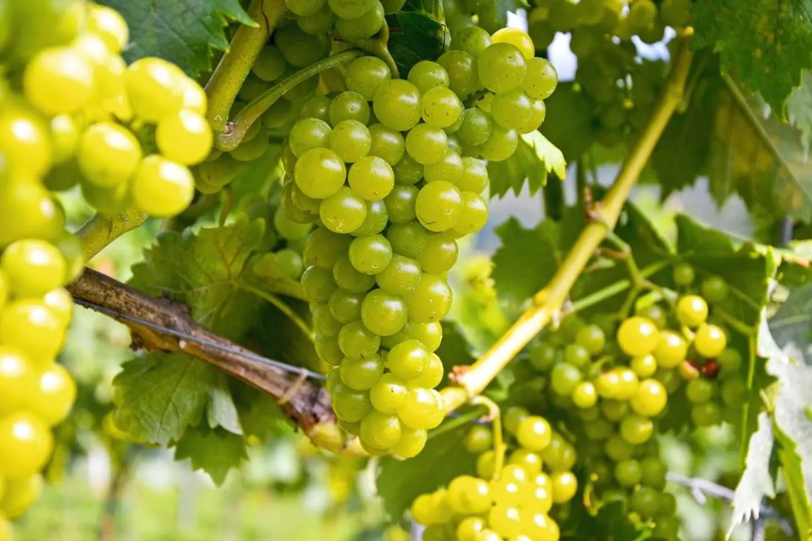 Vine with grapes before the grape harvest, Southern Styria, Austria image