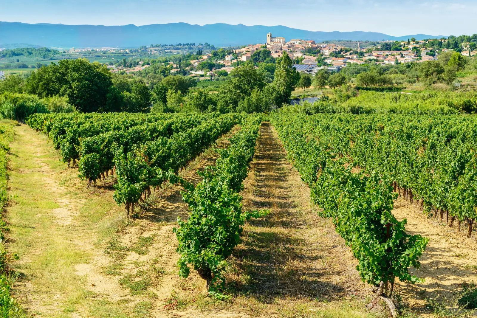 Weinberg vor einem Dorf in hügeliger Landschaft bei Sonnenschein.