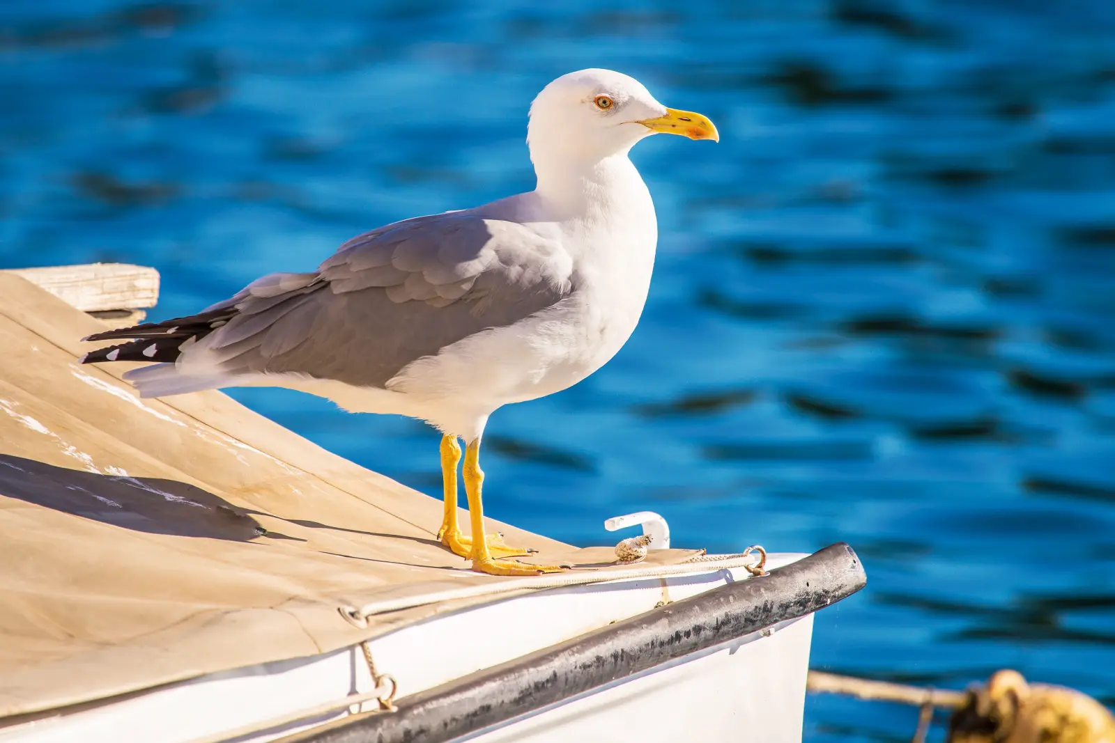 Image Mouette