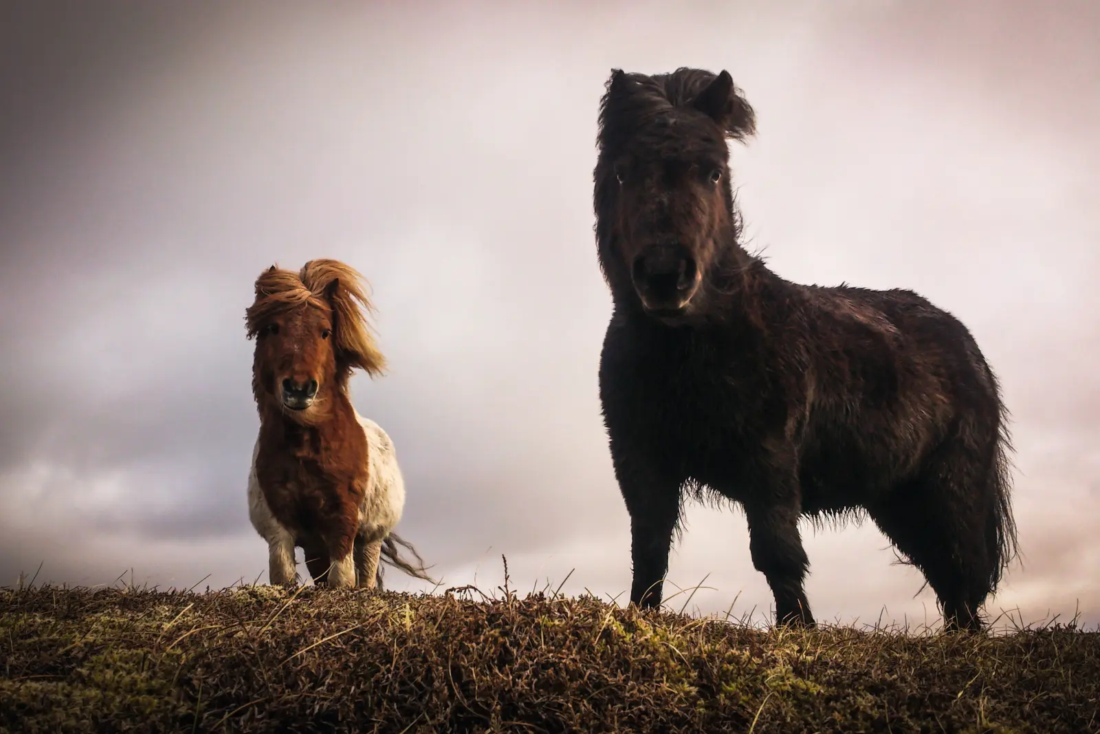 Deux poneys dans une prairie sous un ciel nuageux.