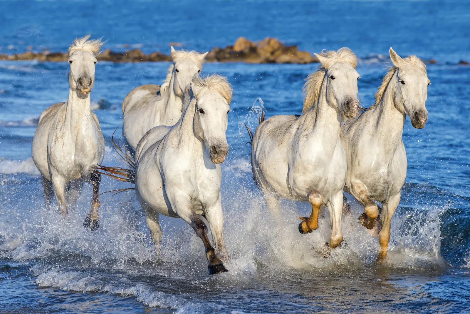 White horses gallop through shallow water by the sea.