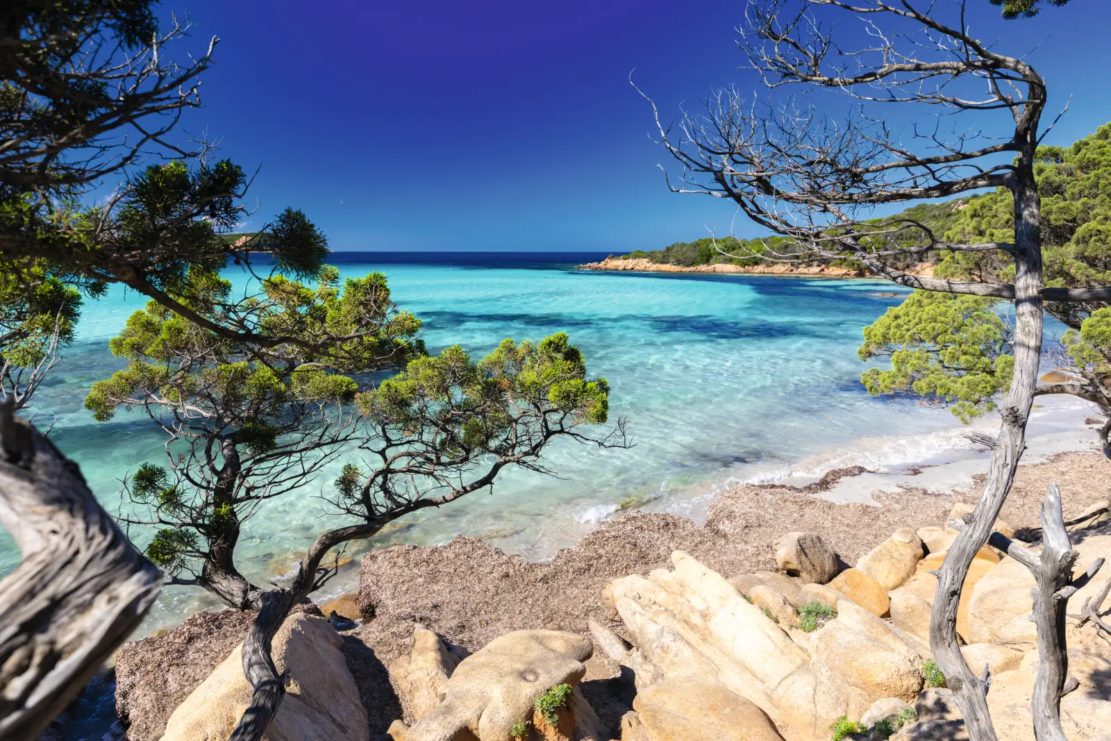 Côte aux eaux turquoise avec des arbres au premier plan.