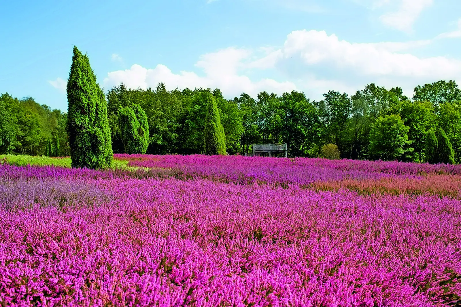 Lüneburg Heath image