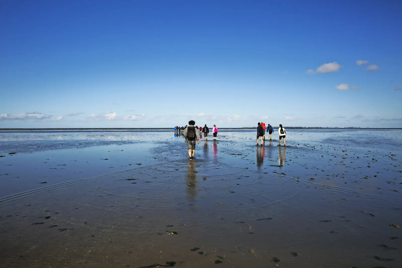 Escursione nel Wattenmeer del Mare del Nord immagine