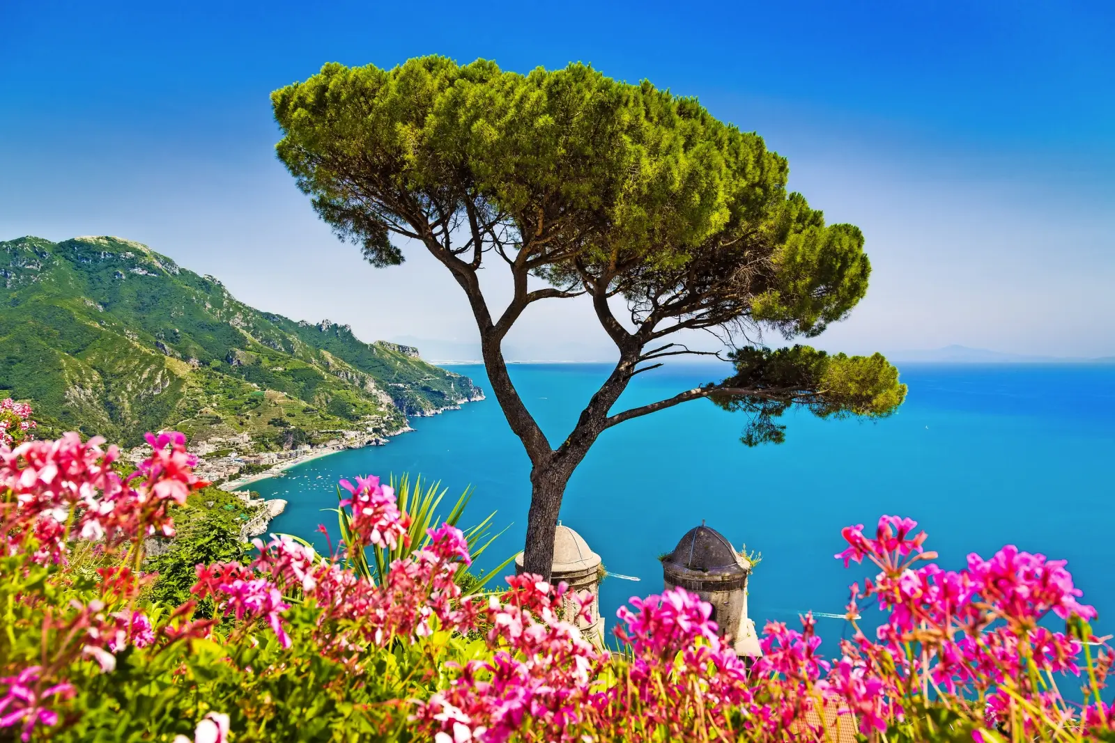 Albero con vista sulla costa e fiori in primo piano in un paesaggio mediterraneo.