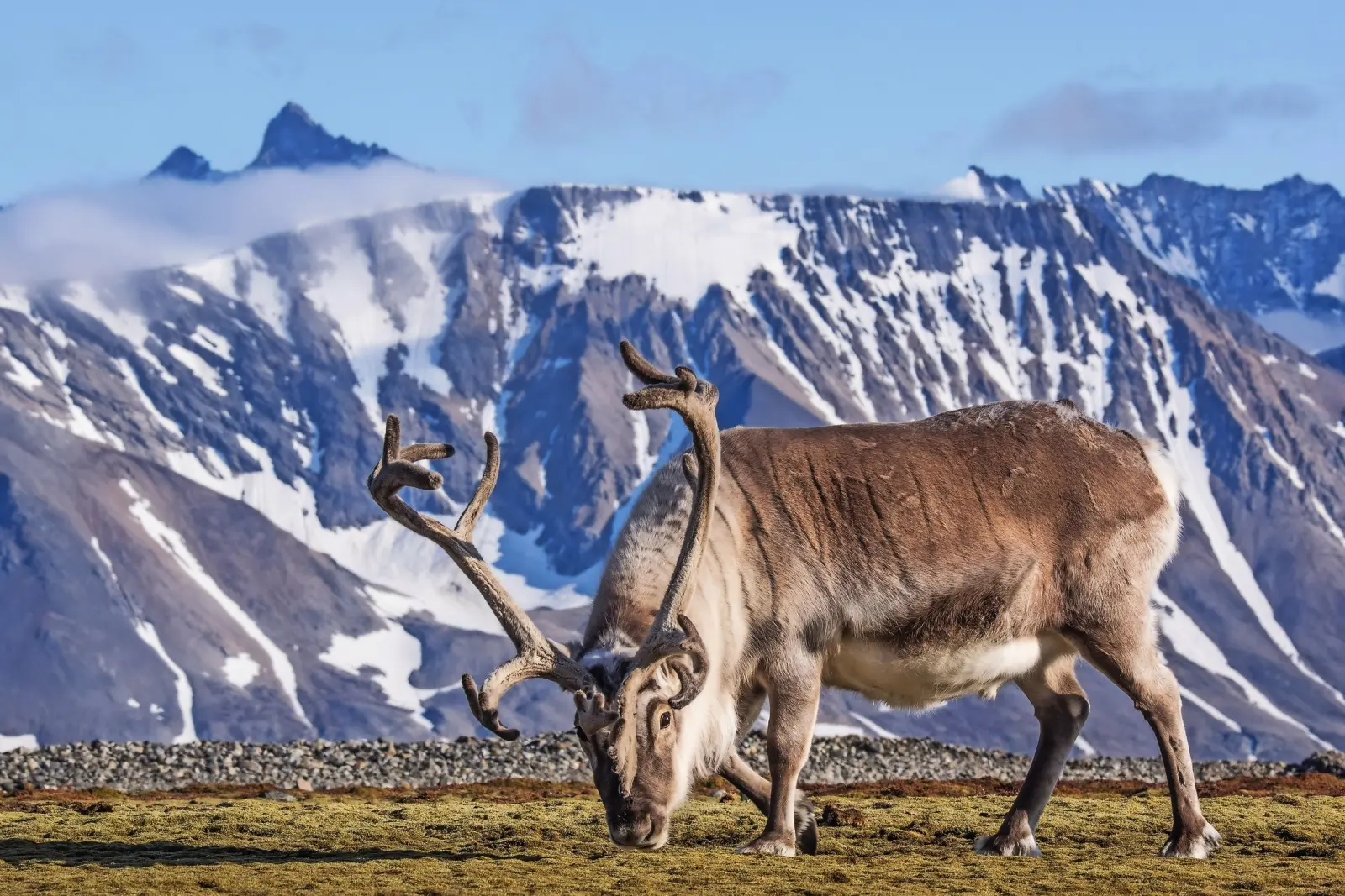 Rentier in Lappland immagine