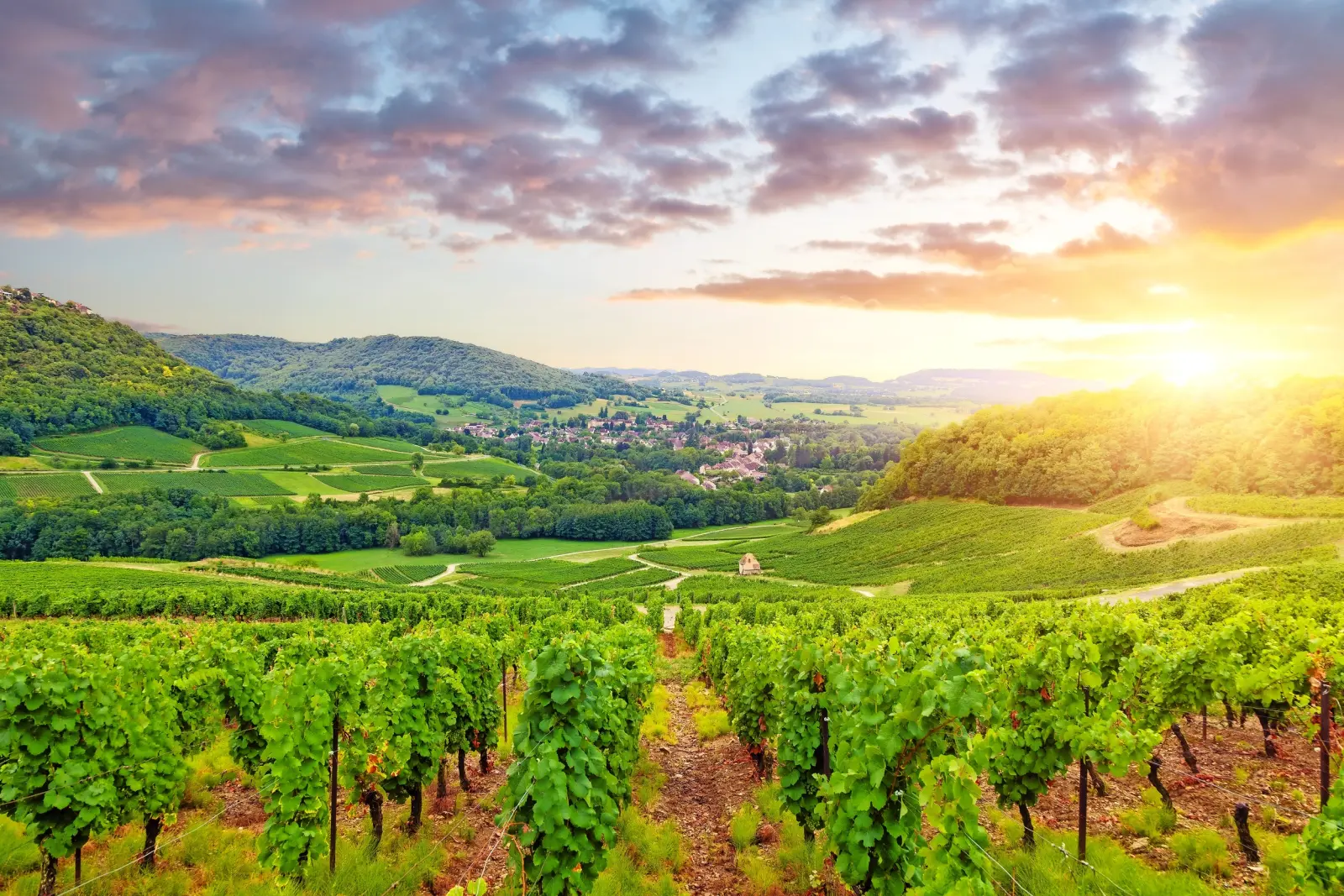 Panorama of the vineyards in Burgundy image