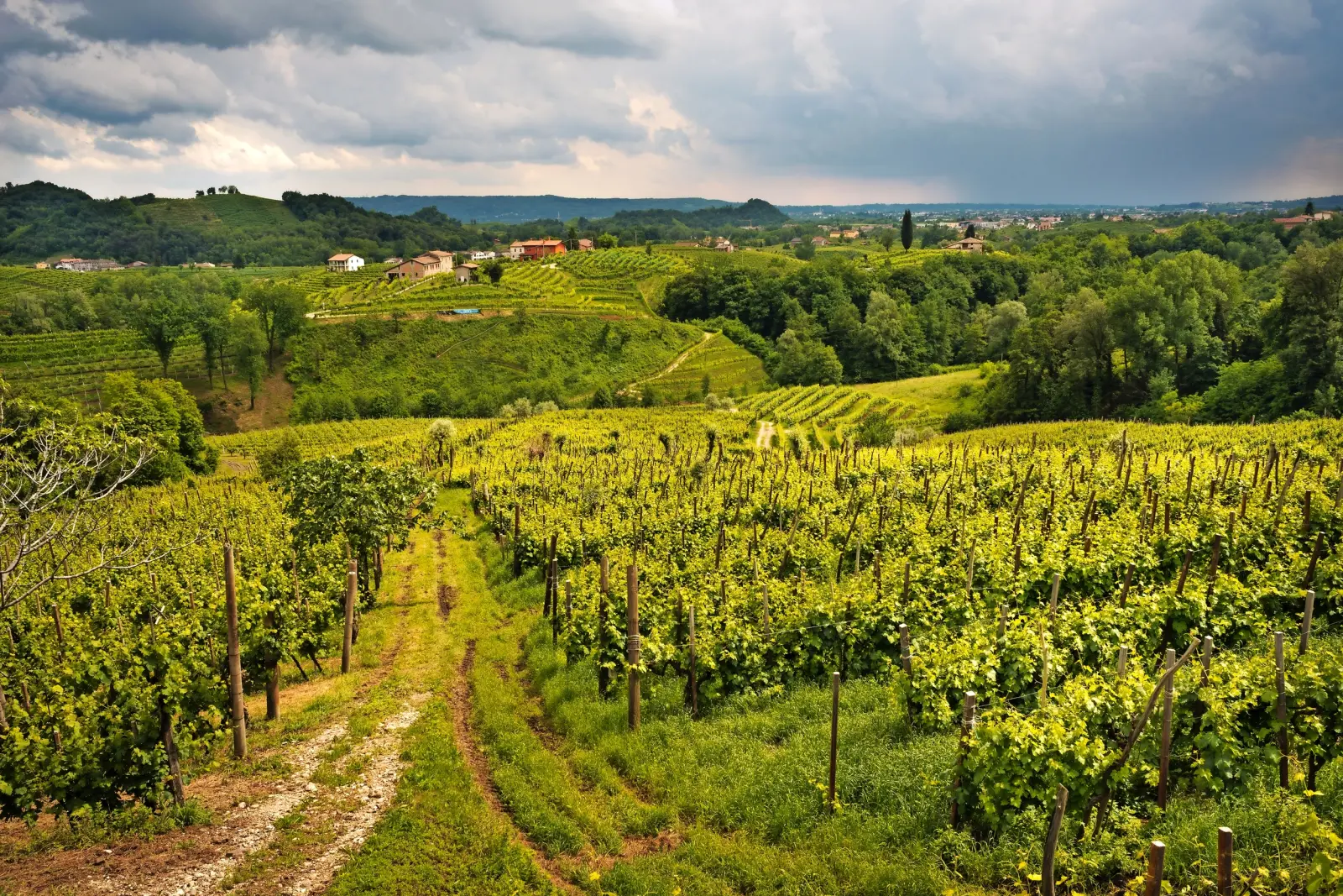 Weinberge unter bewölktem Himmel in hügeliger Landschaft.