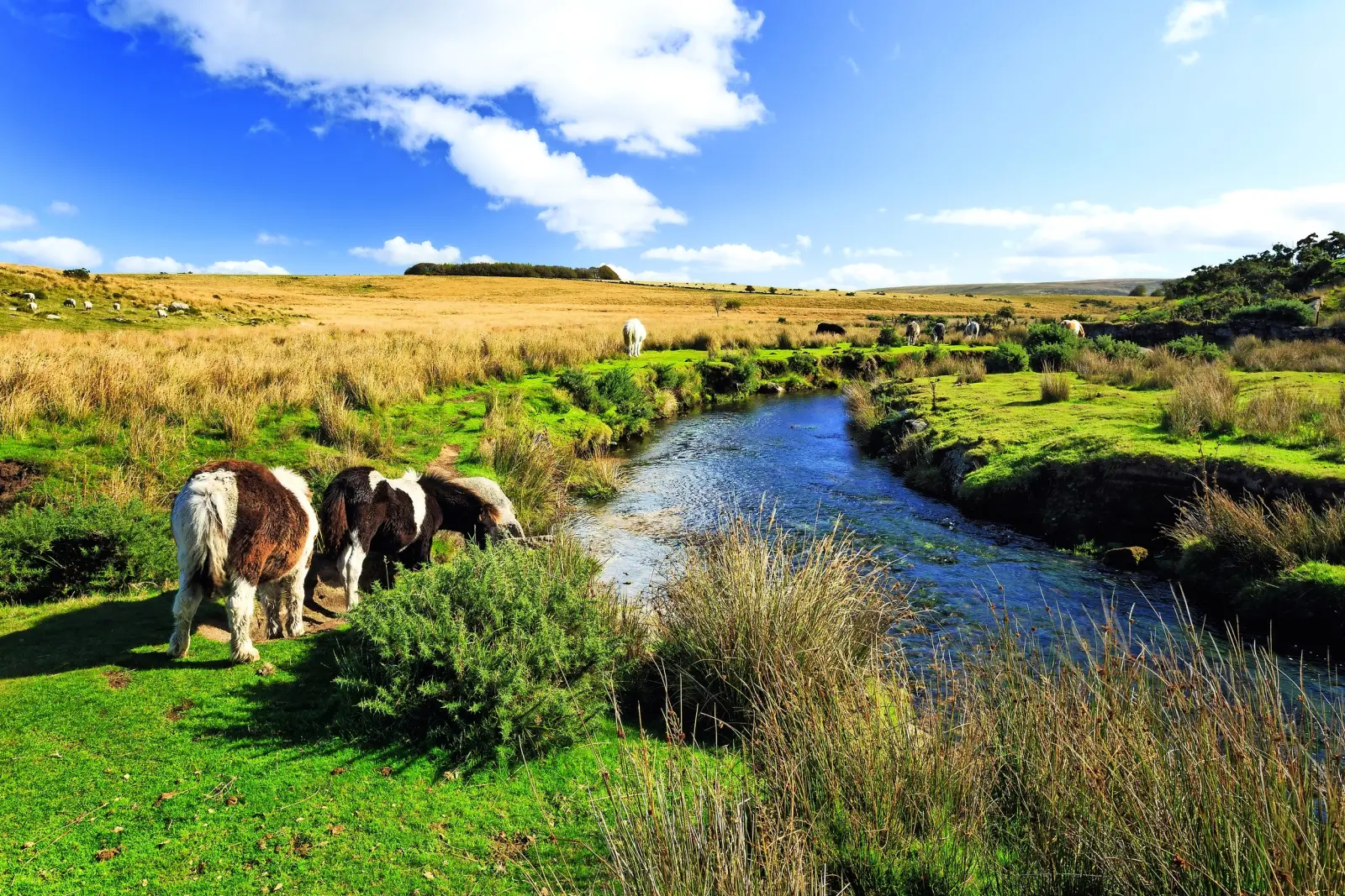 Dartmoor Nationalpark immagine