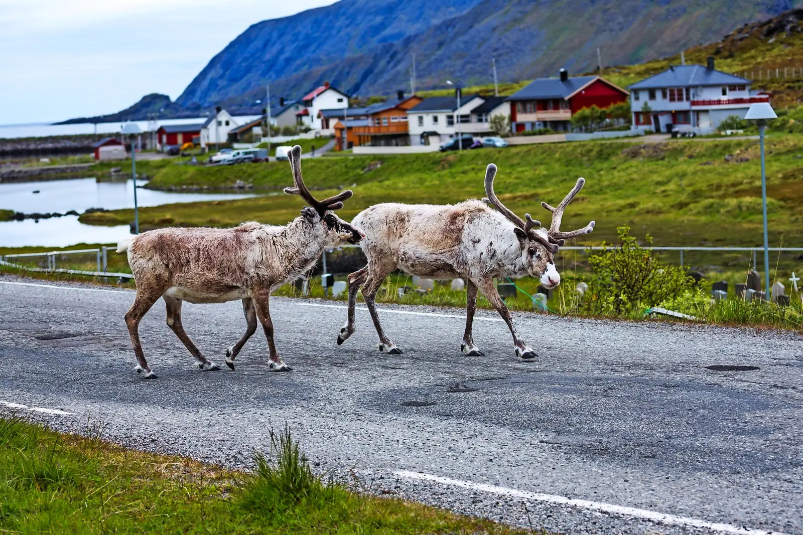 Reindeer image
