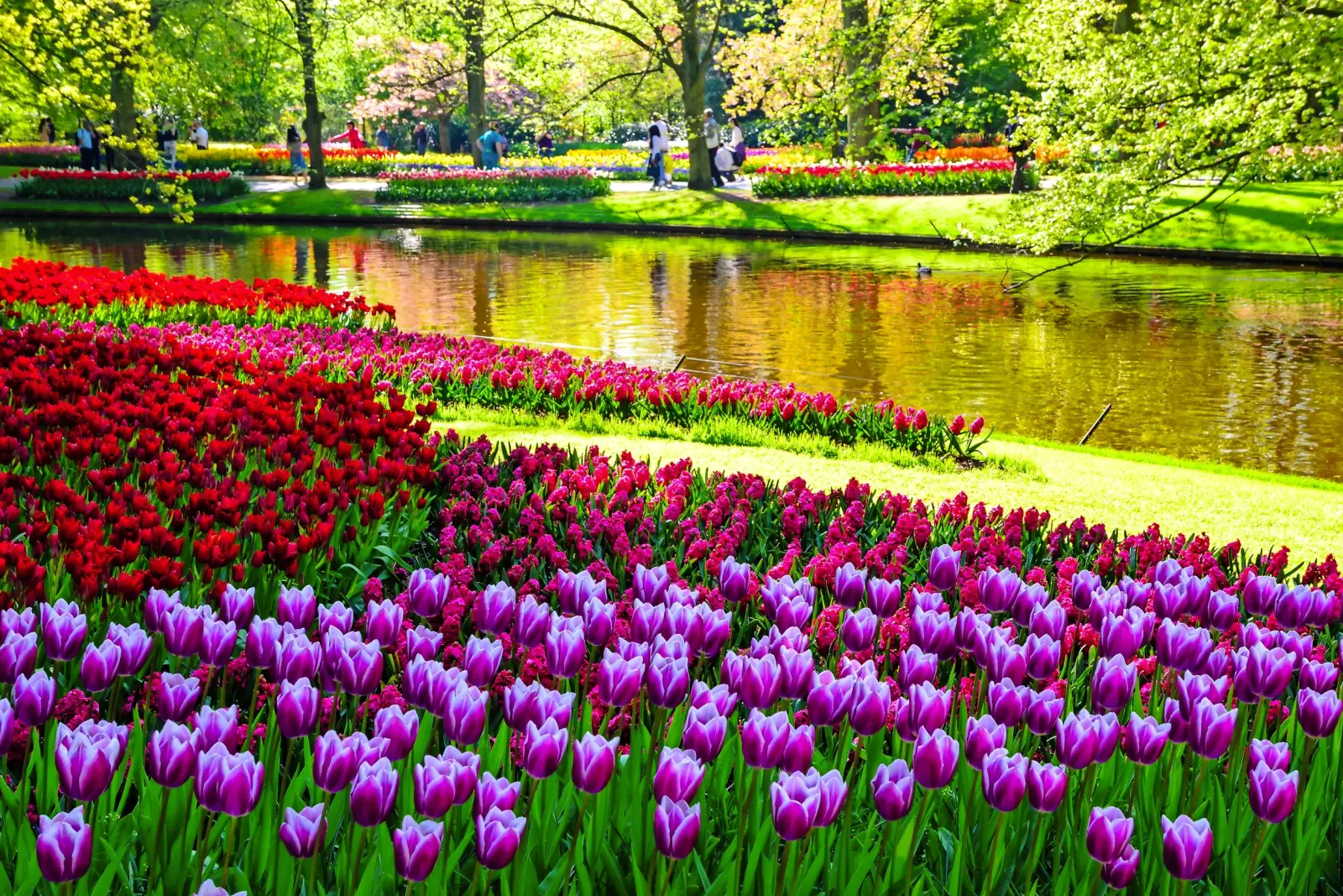 Image Keukenhof