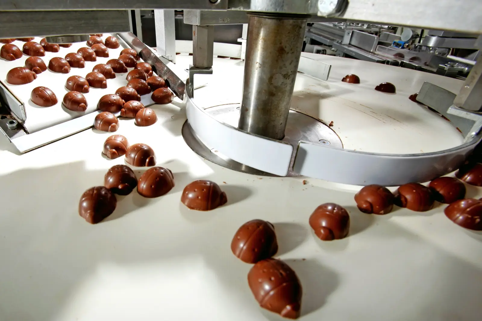 Image Les coccinelles en chocolat vous accompagnent lors de votre visite de la fabrique