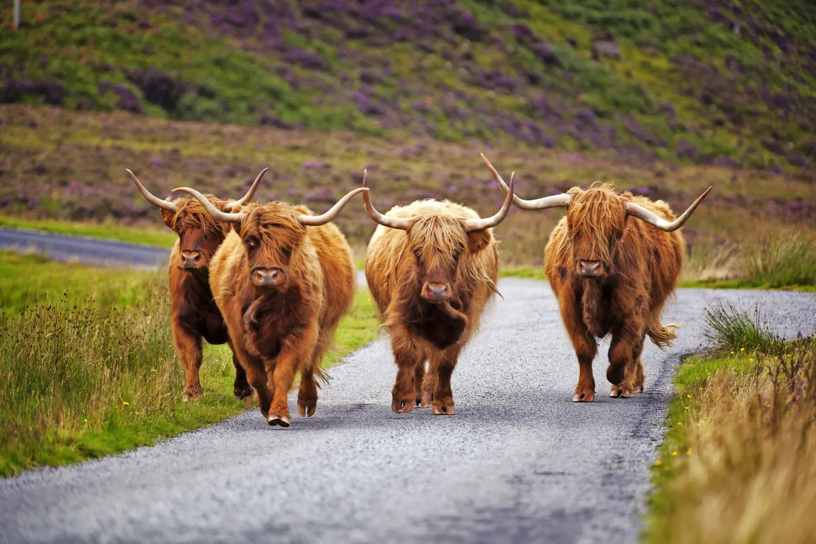 Vier Highland-Rinder laufen auf einer Landstraße.