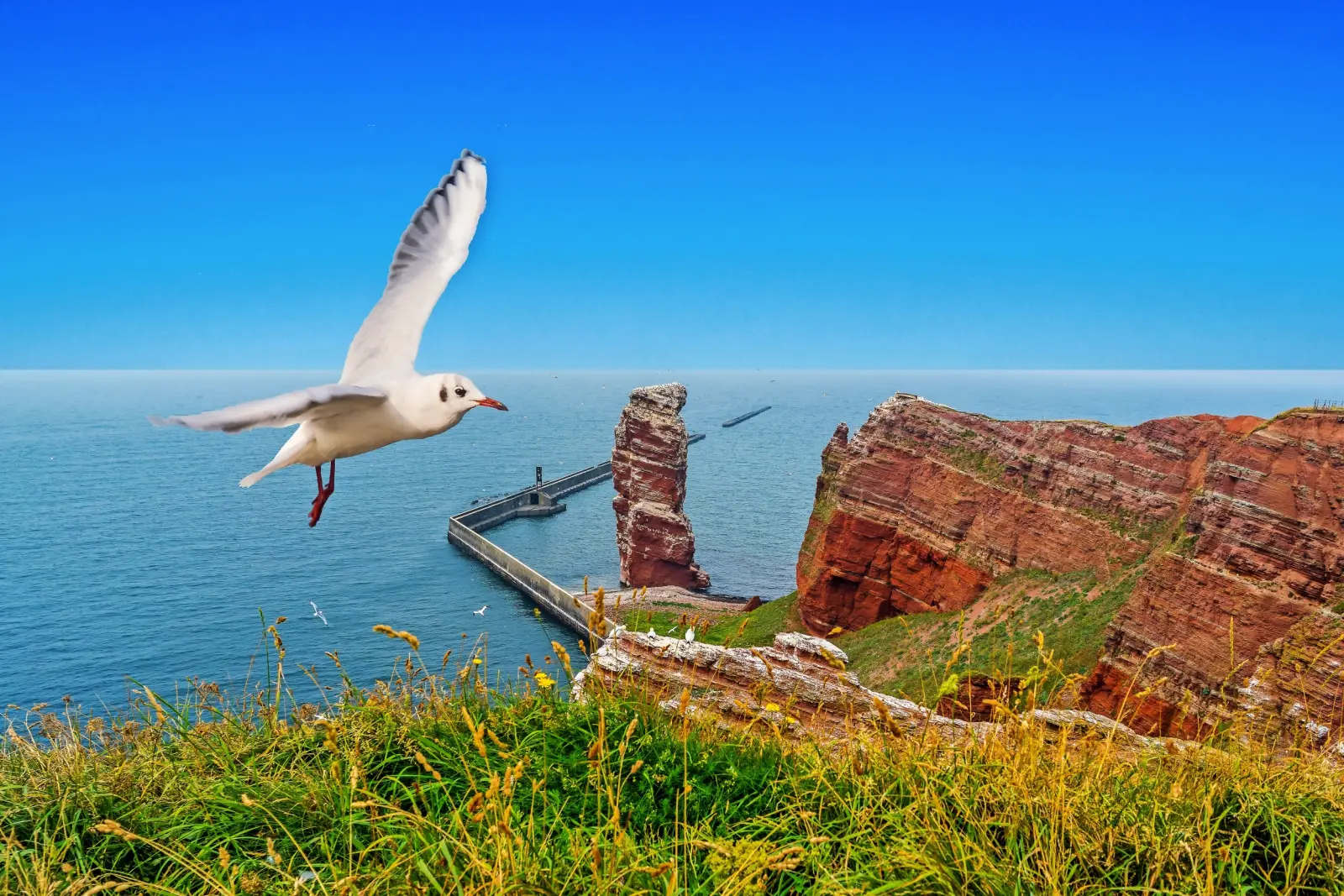 Heligoland - Lange Anna sea stack with seagull image