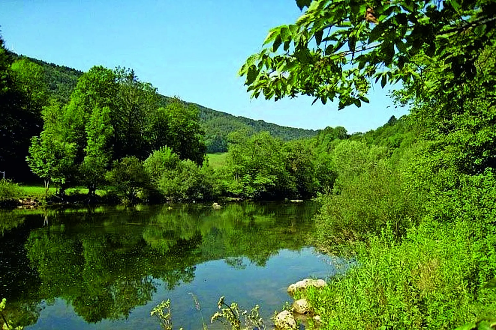 Saftige Weiden im Jura Bild