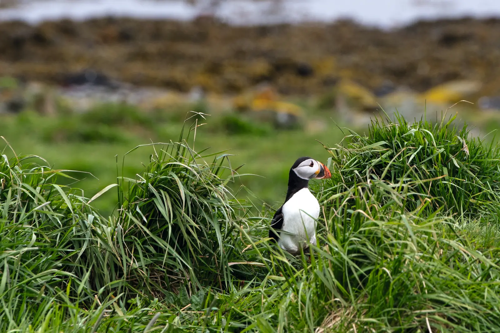 Papageientaucher sitzt im hohen Gras mit unscharfen Steinen und Meer im Hintergrund.