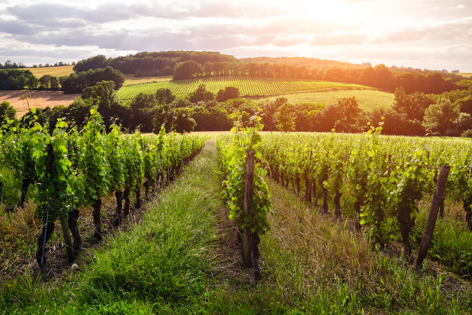 Vineyards near Bordeaux