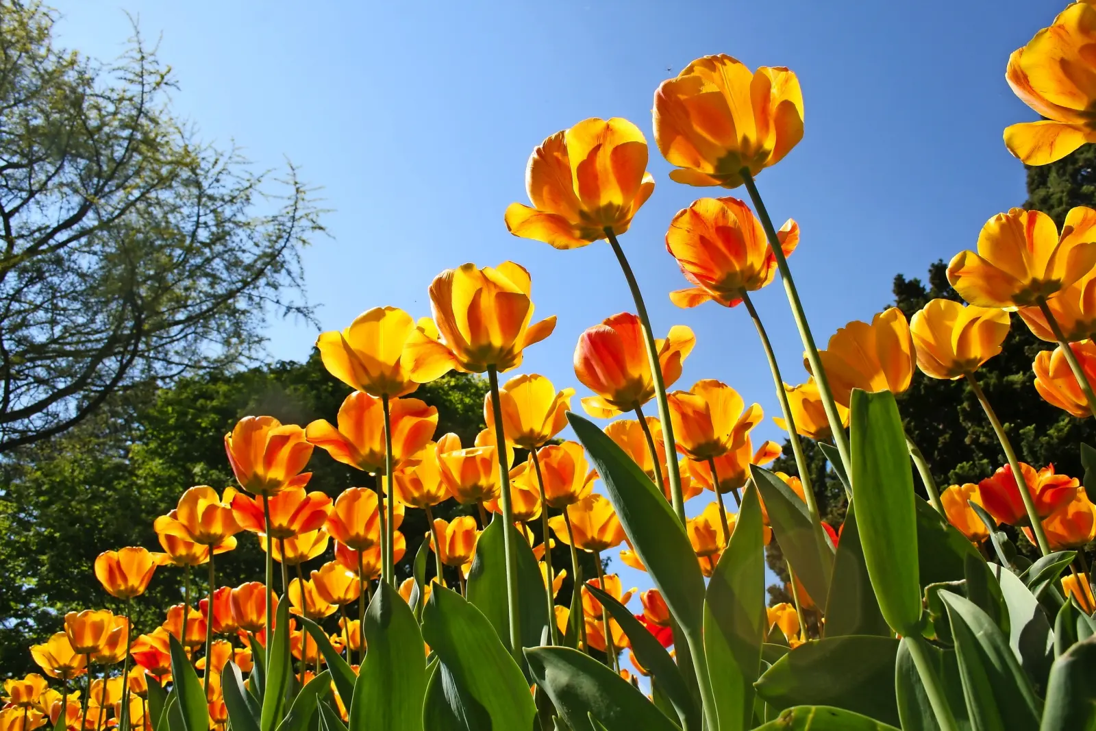 Festa dei tulipani Morges