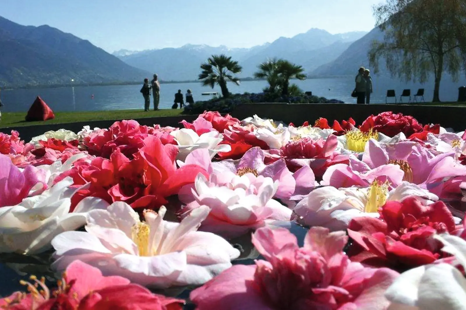 "Camelie Locarno" im Kamelienpark von Locarno