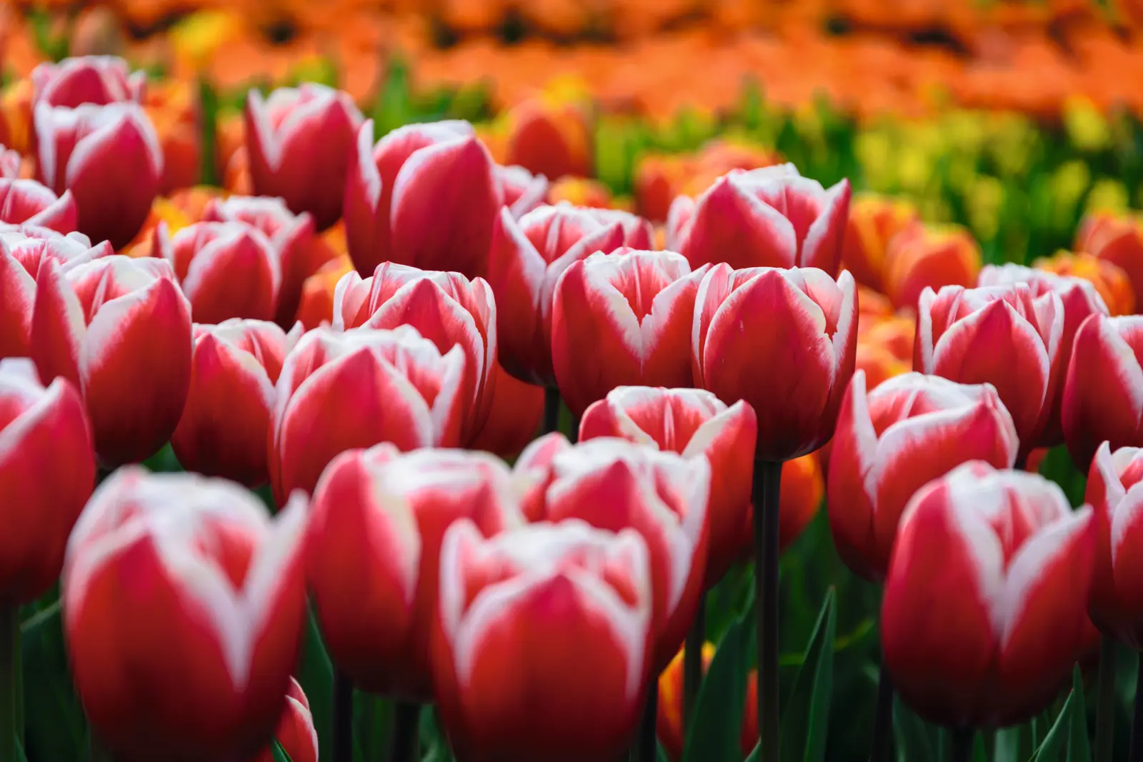 Campo di tulipani nel parco Keukenhof a Lisse, Paesi Bassi.