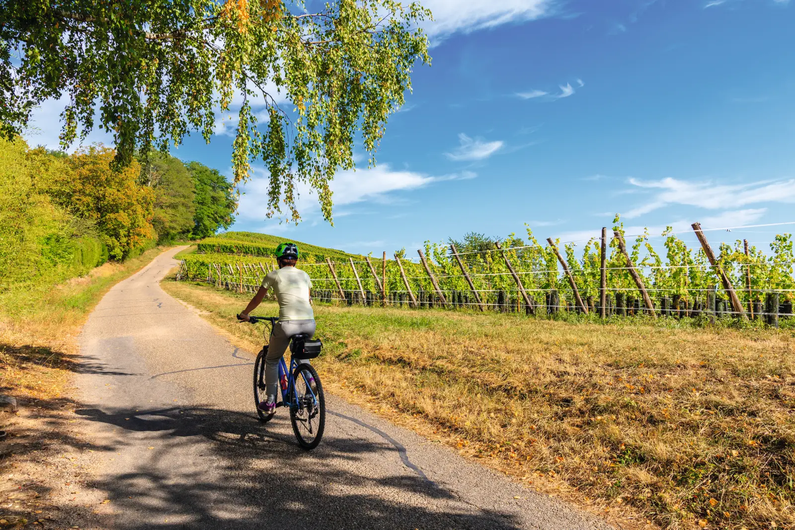 Ciclisti su una strada di campagna accanto ai vigneti, sotto un cielo azzurro
