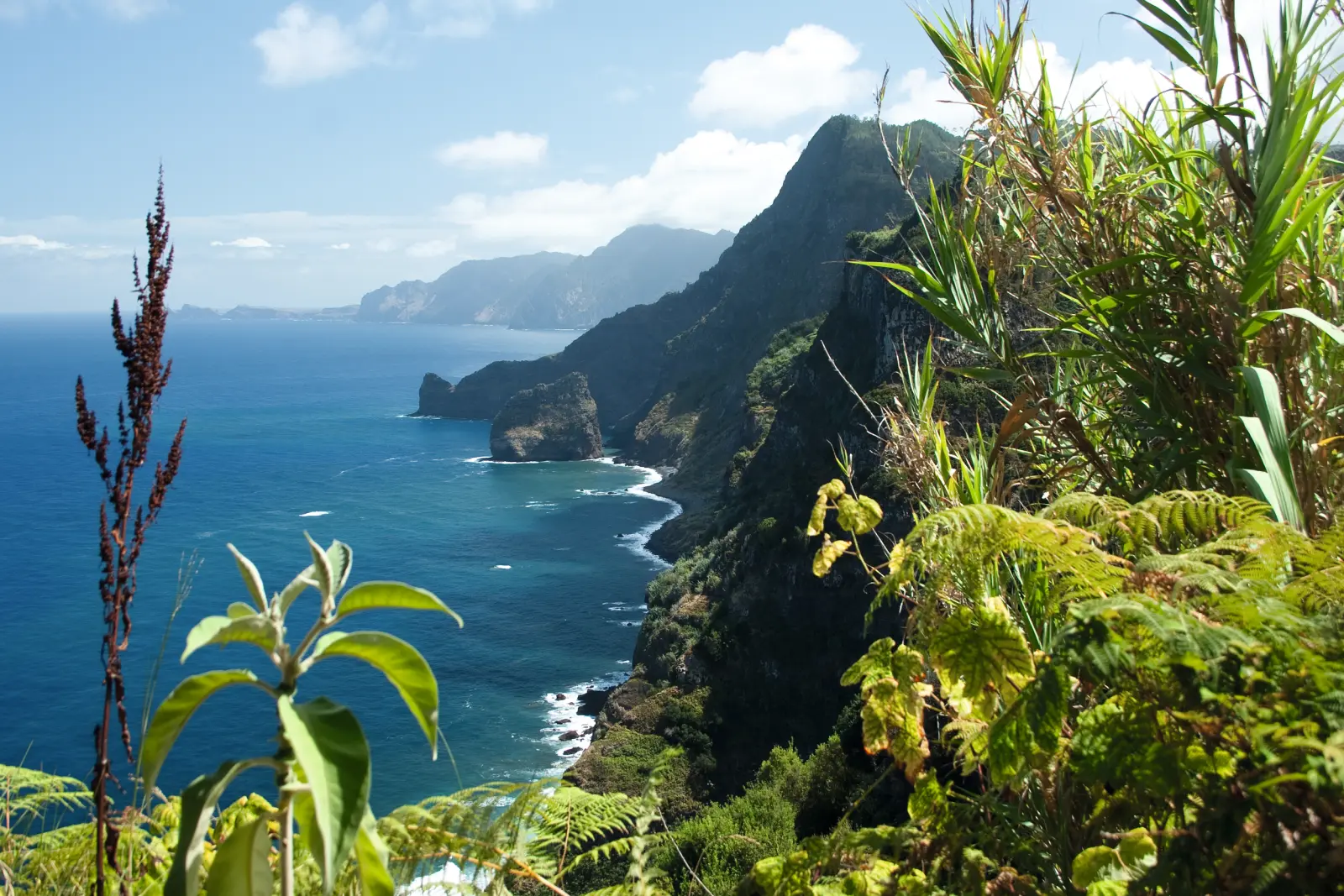 Cliffs and plants with a view of the sea under a sunny sky.
