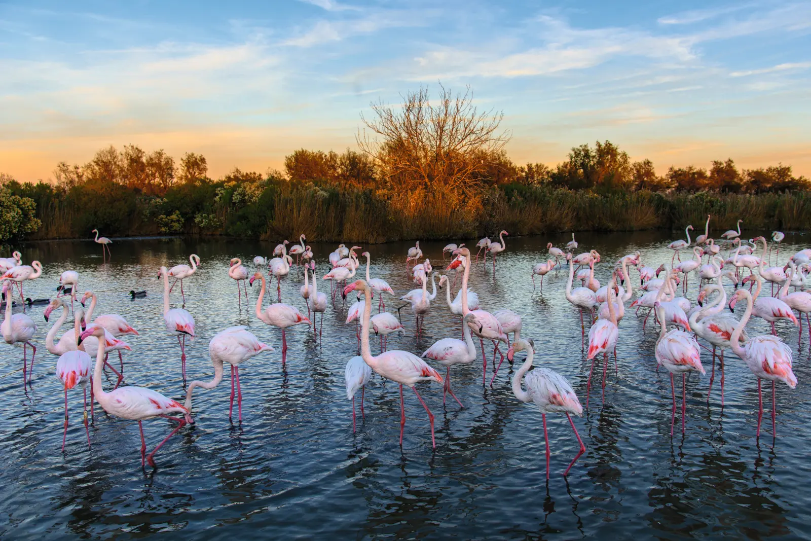 Un gruppo di fenicotteri in acque basse al tramonto.