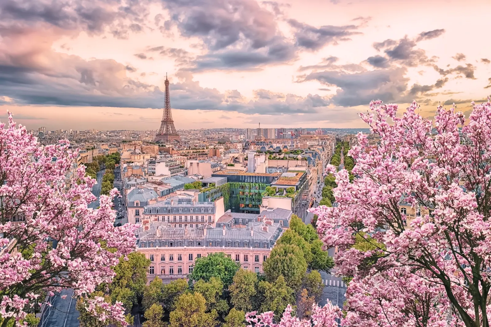 Vista su Parigi con la Torre Eiffel e ciliegi in fiore in primo piano.