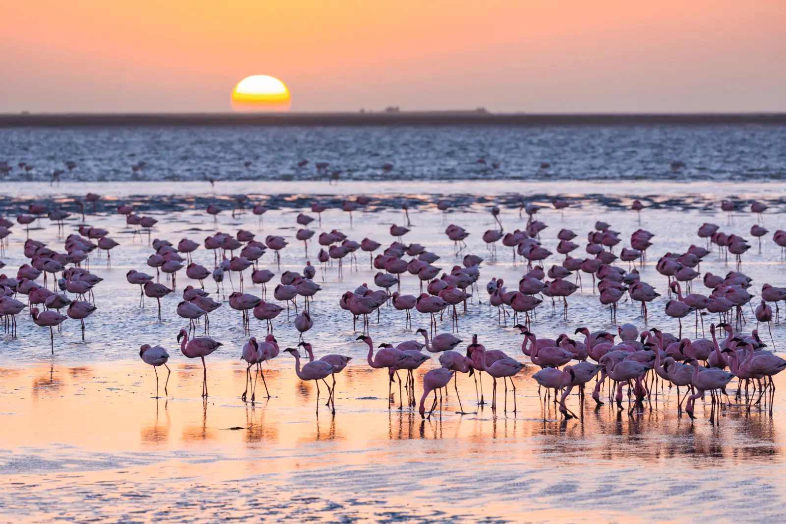 Flamingos stehen im Wasser in der Walfischbucht in Namibia bei Sonnenuntergang.